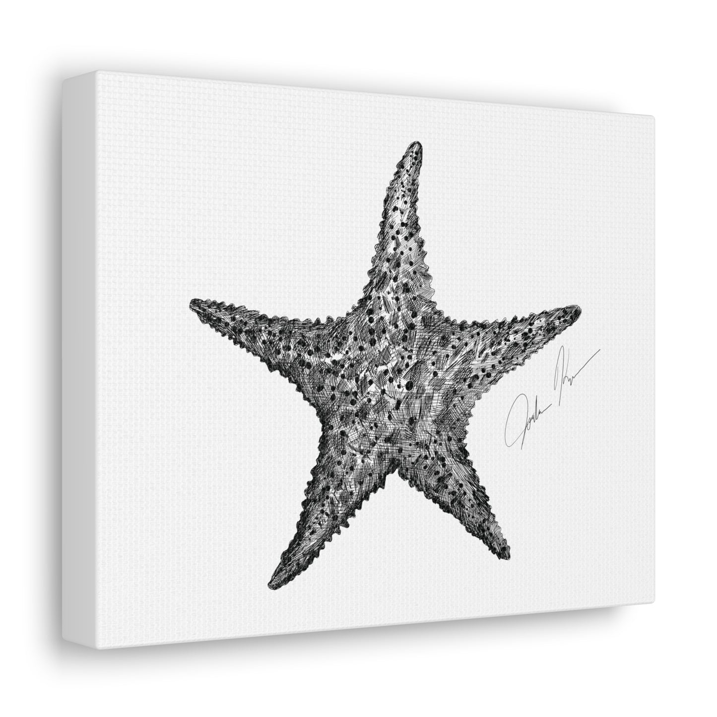 Star Fish Illustration - Canvas Gallery Wrap