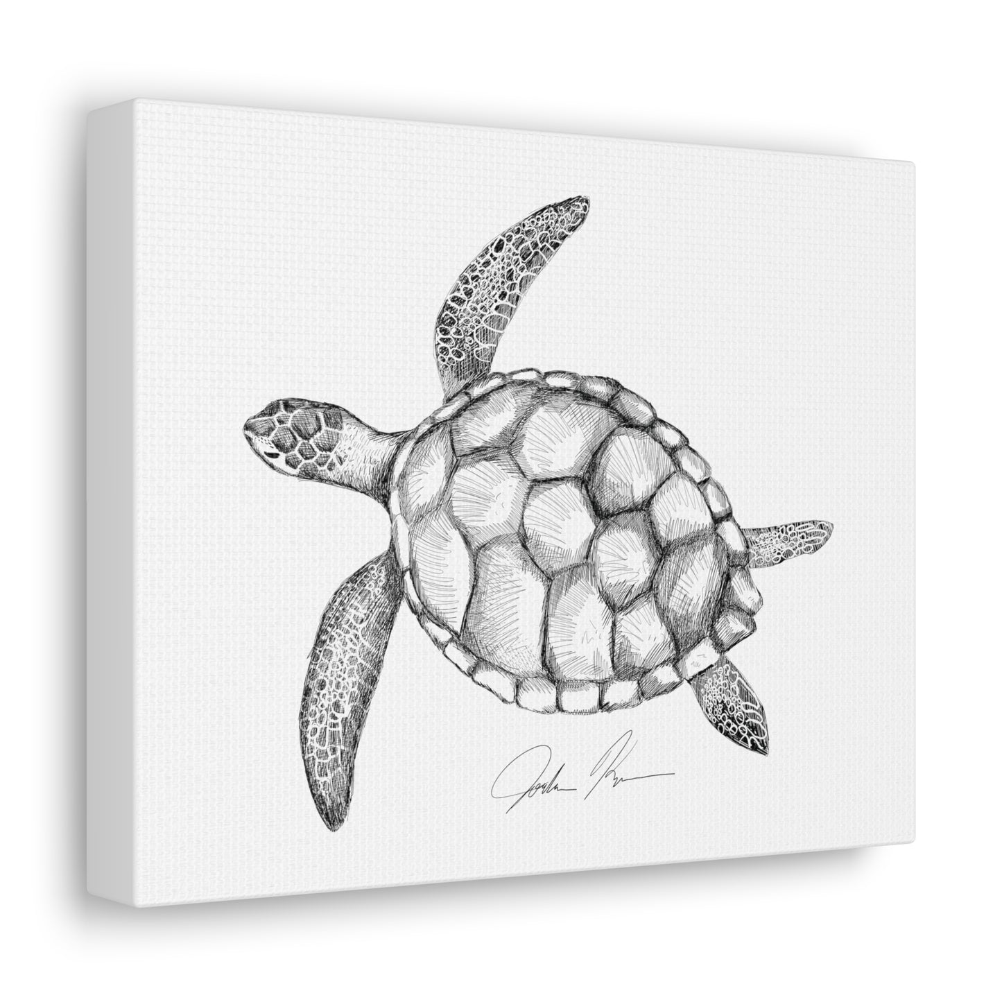 Sea Turtle Illustration - Canvas Gallery Wrap