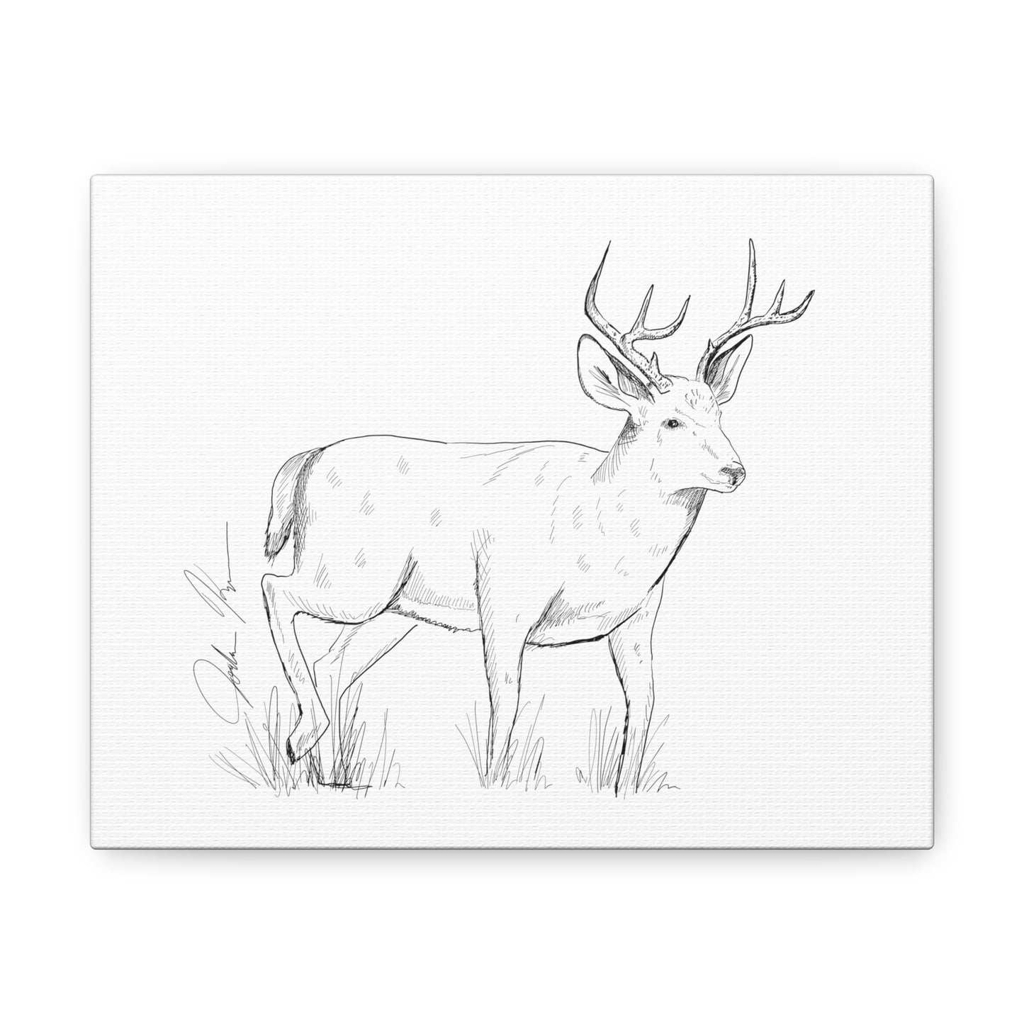 Whitetail Buck Illustration - Canvas Gallery Wrap