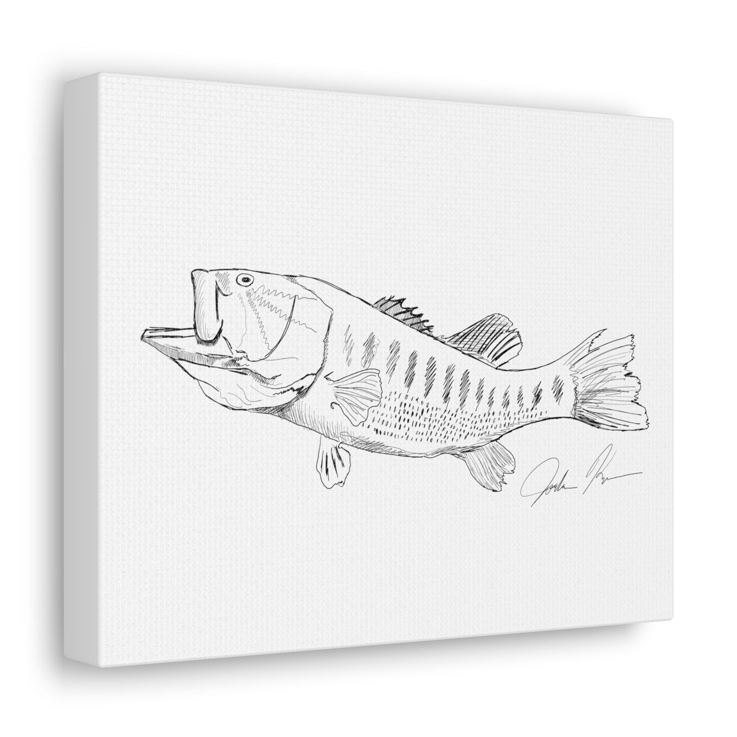 Largemouth Bass Illustration - Canvas Gallery Wrap