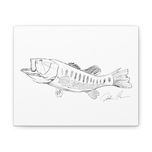 Largemouth Bass Illustration - Canvas Gallery Wrap