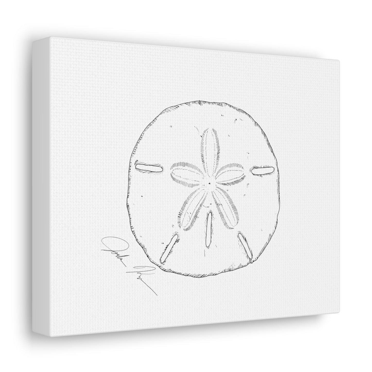 Sand Dollar Illustration - Canvas Gallery Wrap