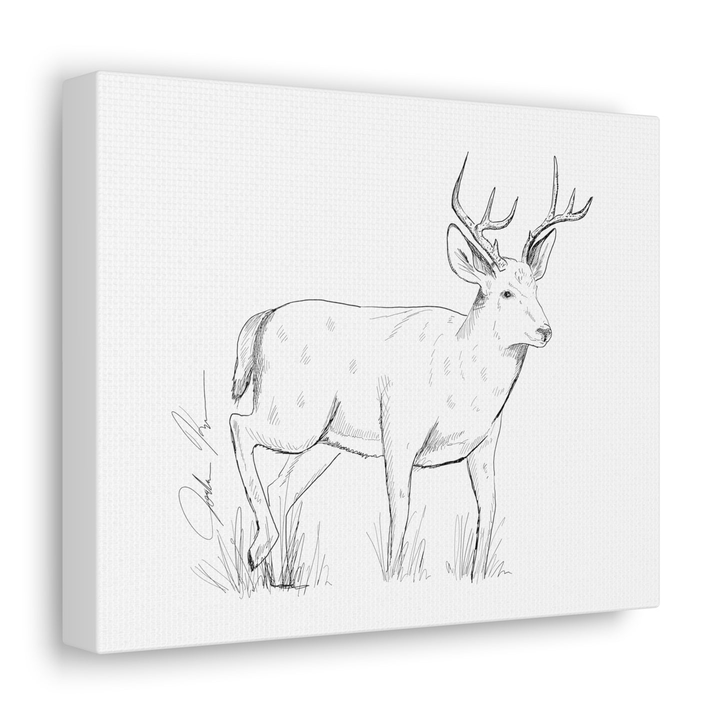 Whitetail Buck Illustration - Canvas Gallery Wrap