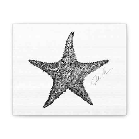 Star Fish Illustration - Canvas Gallery Wrap