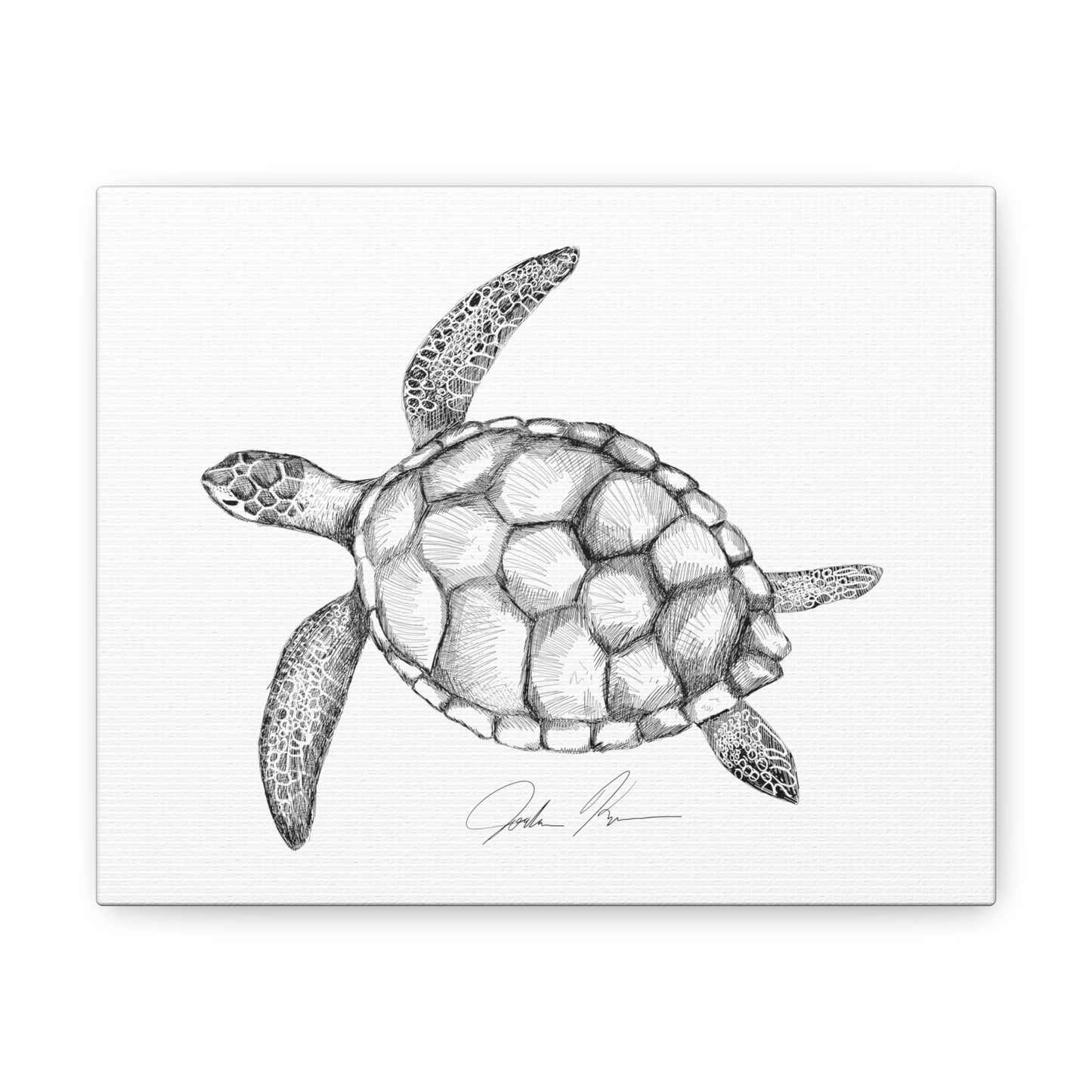 Sea Turtle Illustration - Canvas Gallery Wrap